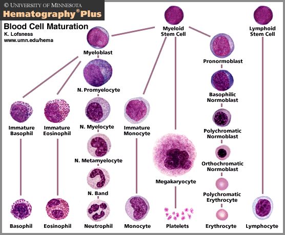 File:Celldifferentiation.jpg