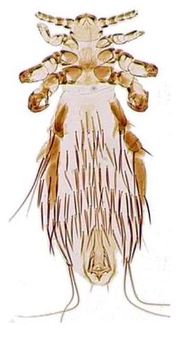 File:Fahrenholzia pinnata.jpg