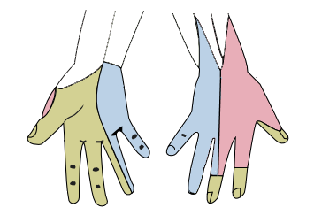 File:Handnerves.png
