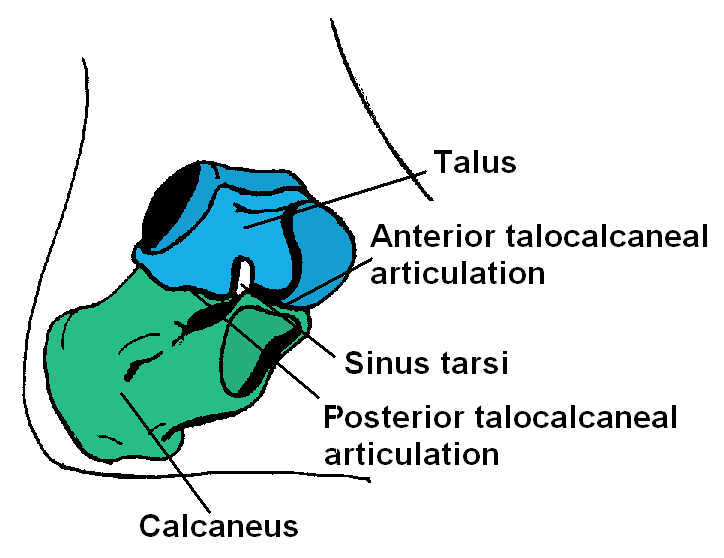 File:Subtalar Joint.png